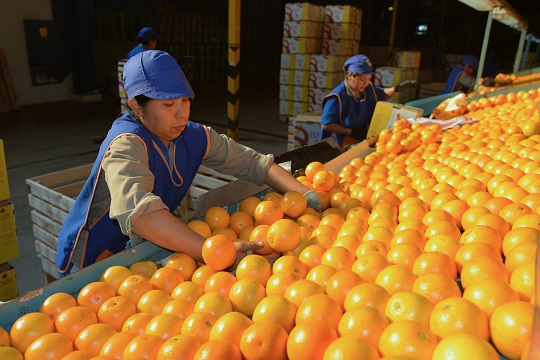  Ledesma apuesta al crecimiento del negocio de Frutas y Jugos