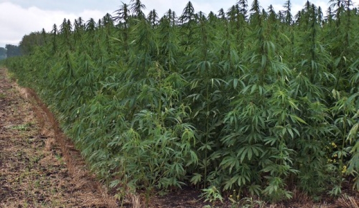  Proyecto para fomentar industria privada de cannabis medicinal y cáñamo industrial