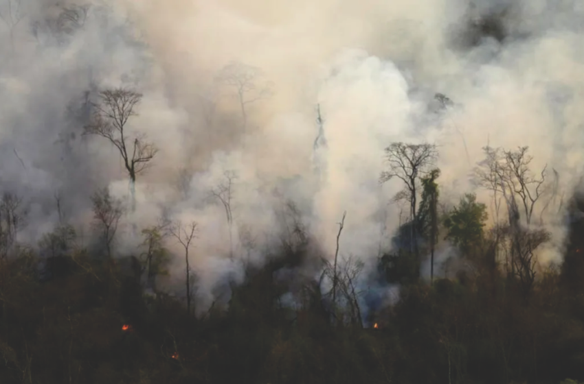  Incendios forestales: reporte del trabajo para sofocar el foco ígneo