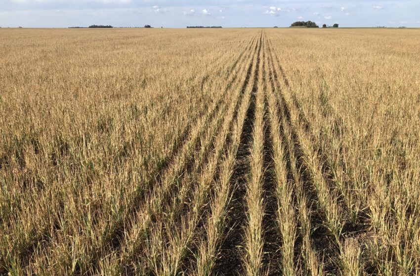  La sequía pasa factura y Argentina ya tiene pérdidas económicas impactantes por el trigo