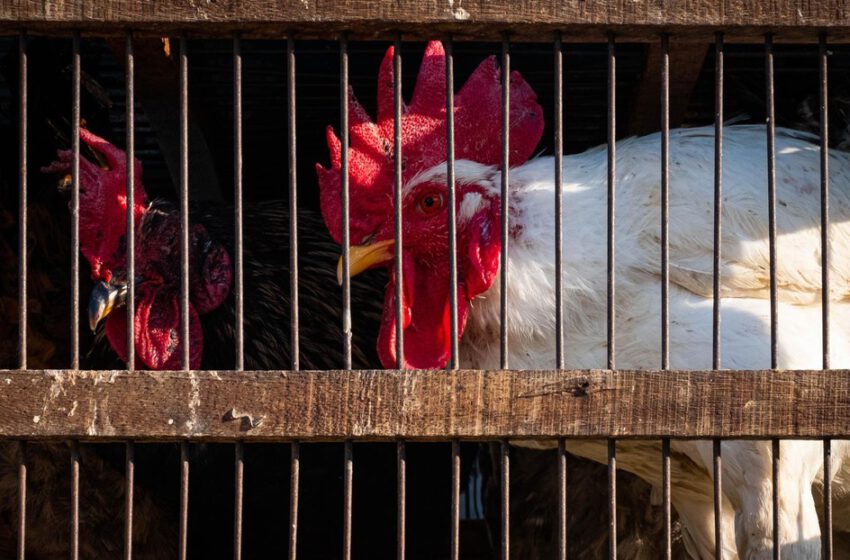  Sacrifican casi 300.000 aves en México por gripe aviar transmisible a los humanos