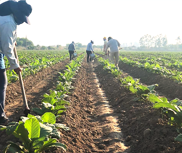  Avanzan con la 4° etapa del ensayo sobre manejo sustentable de suelos en el cultivo de tabaco