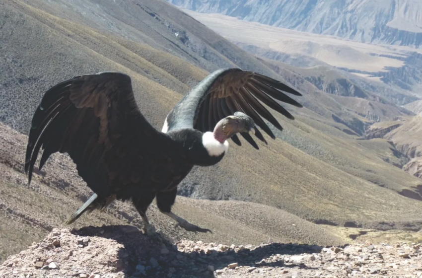  El Cóndor Andino declarado Monumento Natural Provincial