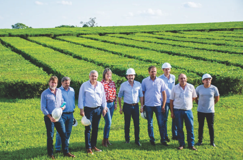  Morales reivindicó la cultura del trabajo y el esfuerzo junto a productores de té