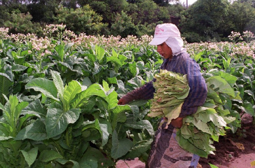  Agricultura transfirió $ 220 millones del Fondo Especial de Tabaco a Jujuy