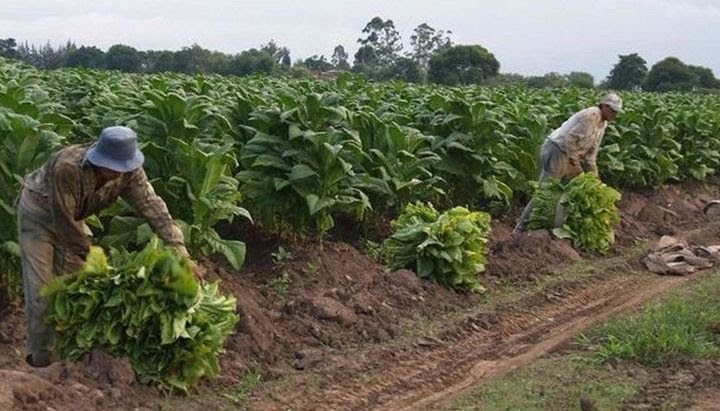  Agricultura transfirió más de mil millones de pesos del Fondo Especial del Tabaco a Jujuy