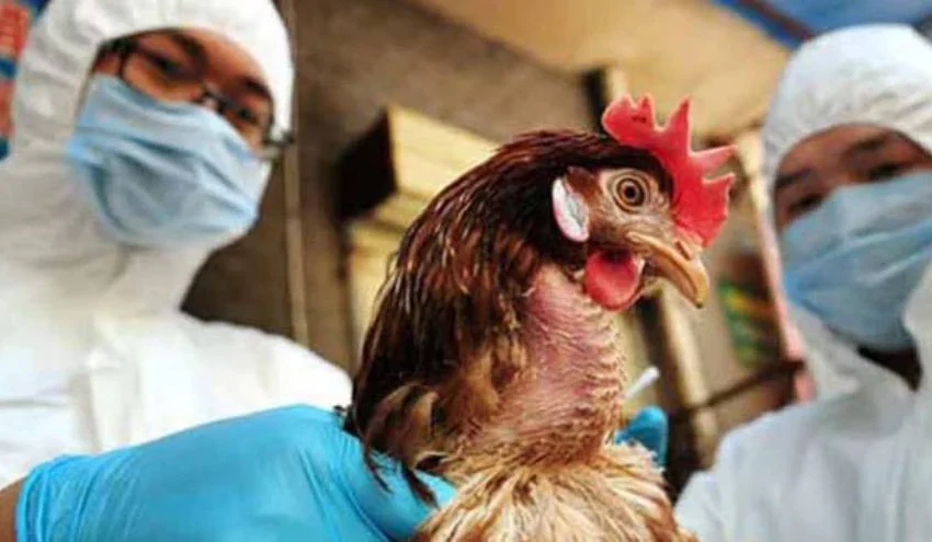  El Gobierno prohibió la venta de aves vivas en todo el país «Gripe Aviar»