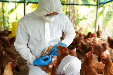  Nuevos casos positivos a la influenza aviar en aves de traspatio de Córdoba