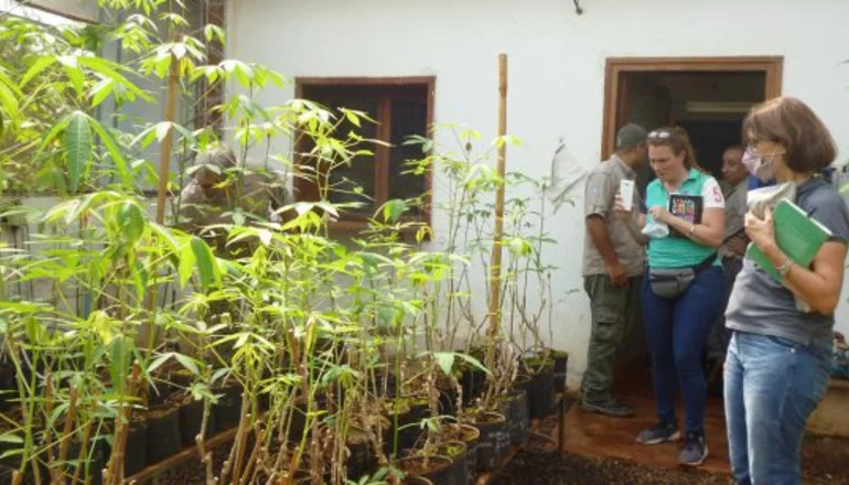  Científicos argentinos desarrollaron un fertilizante a base de mandioca
