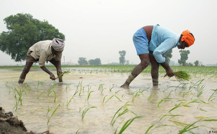  El Niño podría prolongar la inflación alimentaria global