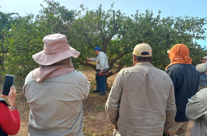  Renatre capacito a trabajadores rurales en «Buenas Prácticas Agrícolas en el sector Citrícola»