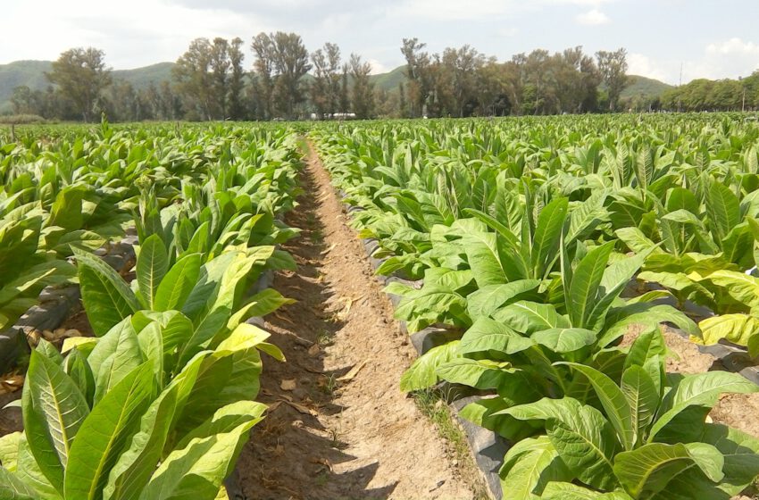  Apoyo al sector tabacalero con el Programa de Financiamiento de Fertilizantes