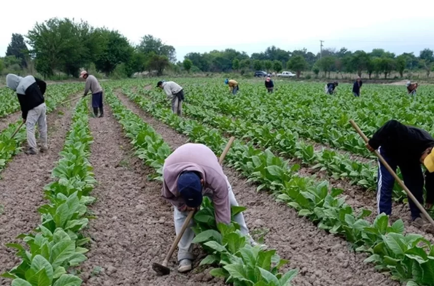  Trabajadores rurales temporarios pueden mantener el empleo registrado sin perder la ayuda social