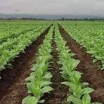 Tabaco: extienden la inscripción para financiamiento de fertilizantes