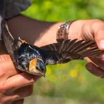 Francisco Nicolás Contino: El Poeta de la Naturaleza y Pionero de la Ecología en el Norte Argentino, tendrá una placa en Yuto