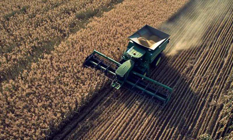 Estados Unidos aprobó el cultivo del trigo tolerante a la sequía desarrollado por científicos argentinos