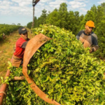 «Desregulación y Crisis: El Impacto en los Productores Yerbateros y las Economías Regionales»