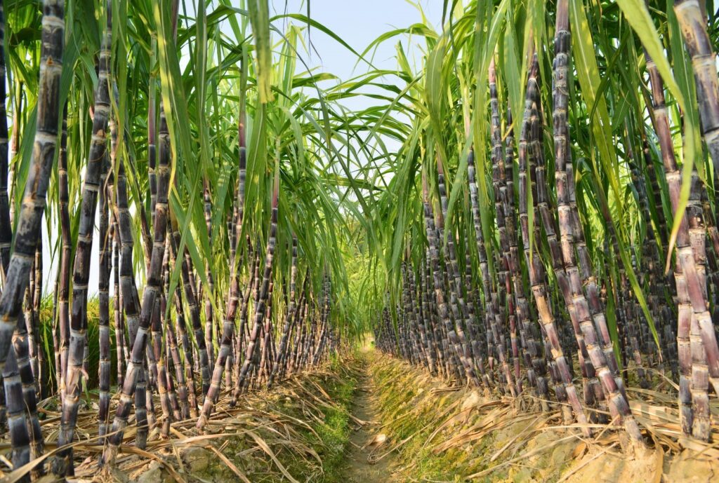 Cana de azucar regenerativa Agricultura sostenible con fertilizantes organominerales y creditos de descarbonizacion CBIO