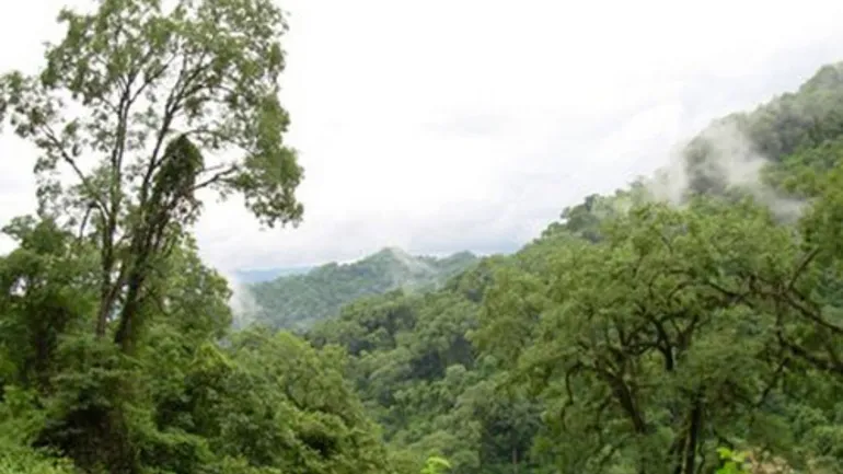 Bosques, bonos y millones: el negocio del carbono en Jujuy y la gran pregunta sobre la transparencia