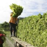 “El Estado fundió a los productores y ahora quiere una prórroga: el Fondo del Tabaco debe volver a manos de quienes lo generan”