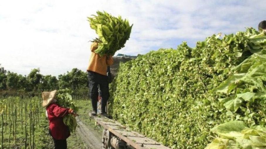 “El Estado fundió a los productores y ahora quiere una prórroga: el Fondo del Tabaco debe volver a manos de quienes lo generan”