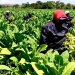 La hora crítica del tabaco jujeño exige decisiones, unidad y coraje político