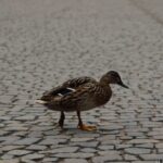 “El show de los patos rengos: Jujuy entre la espera, la implosión y la sed de futuro”
