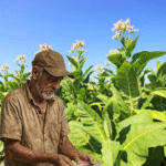 El negocio de los impuestos que incendia al tabaco: privilegios fiscales, productores asfixiados