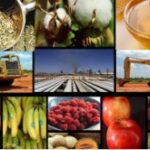 ¿El rumbo económico de Milei sirve al NOA?