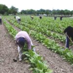 El RENATRE celebra la prórroga del decreto 514/2021 que garantiza la continuidad del trabajo rural registrado