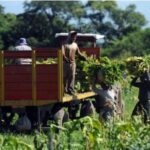 “En la Cámara del Tabaco, la gestión se ve en los números: Jujuy mejora su posición en el FET”