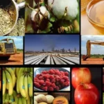 Federalismo en terapia intensiva: Nación recorta, provincias se endeudan y los municipios quedan a la intemperie