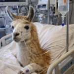 Jujuy en modo supervivencia: cuando la política discute relatos y la gente discute la heladera