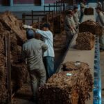 Industria: el tabaco jujeño no se regatea — precio en dólares como piso o se rompe la cadena