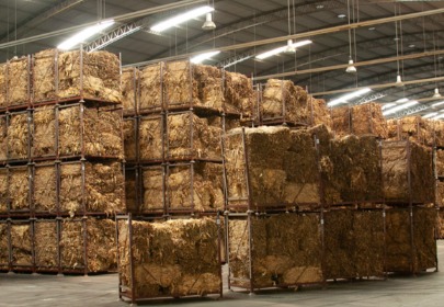 Grade Index 81,6%: el tabaco jujeño jugó en “primera” — y la industria debe pagarlo como premium