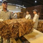 Tabaco al rojo vivo: sin acuerdo en Salta y definición clave en Jujuy el viernes 27